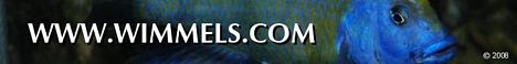 Wimmels.com - Cichlids&Stingrays