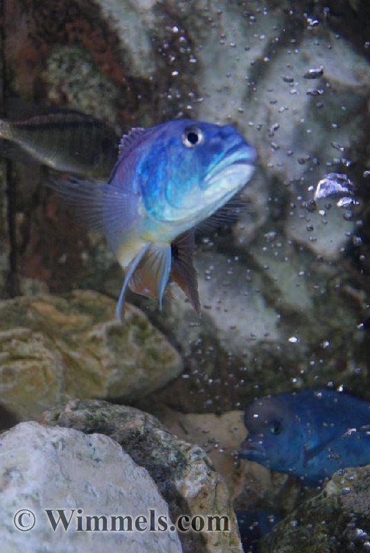 Aristochromis christyi