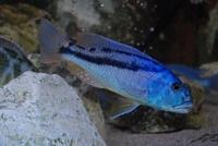 Aristochromis Christyi (wildvang)