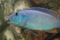 Aristochromis Christyi (wildvang)