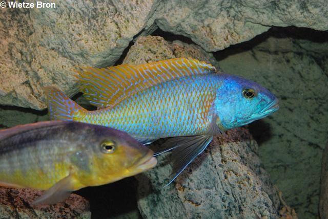 Buccochromis Rhoadesii