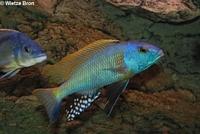 Buccochromis Rhoadesii