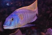 Buccochromis Rhoadesii