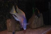 Buccochromis Rhoadesii