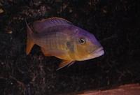 Buccochromis Rhoadesii