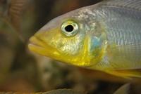 Buccochromis Rhoadesii