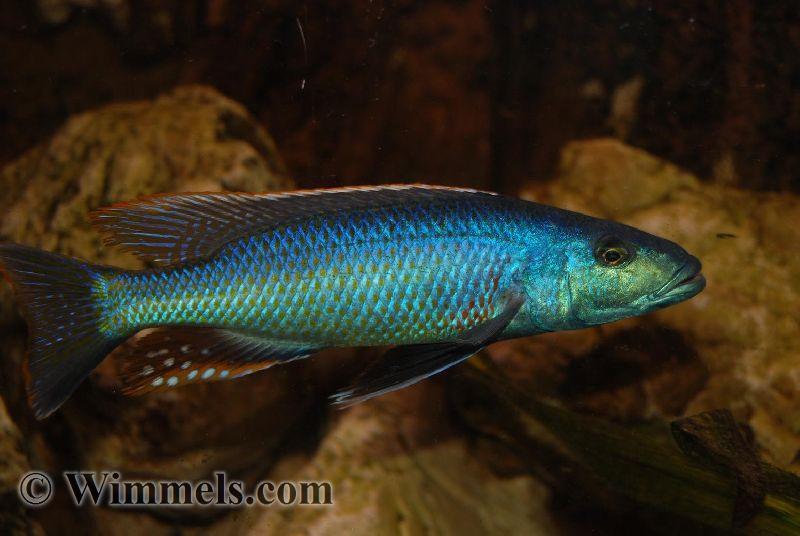 Champsochromis Caeruleus Thola