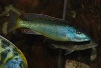 Champsochromis Caeruleus