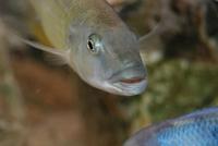 Champsochromis Caeruleus