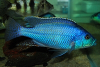 Chilotilapia Euchilus