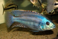 Chilotilapia Euchilus