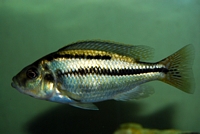 Chilotilapia Euchilus