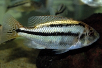 Chilotilapia Euchilus