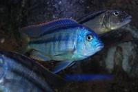 Chilotilapia Rhoadesii