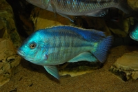 Chilotilapia Rhoadesii