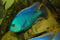 Chilotilapia rhoadesii