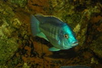 Chilotilapia Rhoadesii