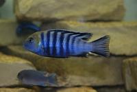 Cynotilapia Afra Cobue F1