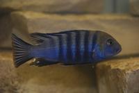 Cynotilapia Afra Cobue F1