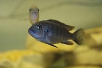 Cynotilapia Afra Cobue F1