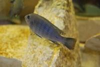 Cynotilapia Afra Cobue F1