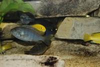 Cynotilapia Afra Cobue F1