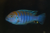 Cynotilapia afra Cobue F1