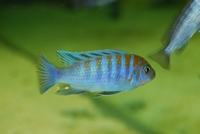 Cynotilapia Afra Cobue F1