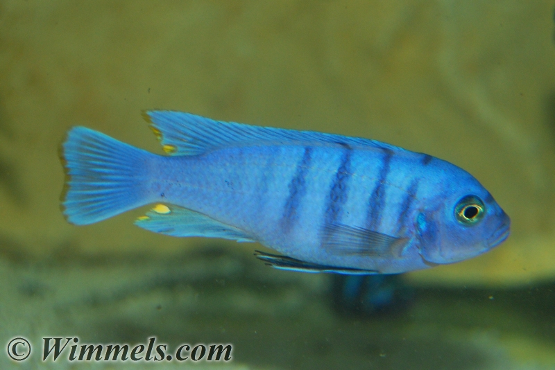 Cynotilapia sp. White Top Hara Galireya Reef