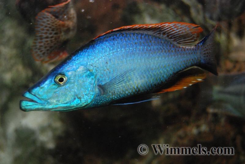 Dimidiochromis Compressiceps