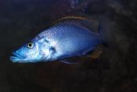 Dimidiochromis Compressiceps