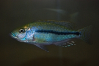 Dimidiochromis kiwinge