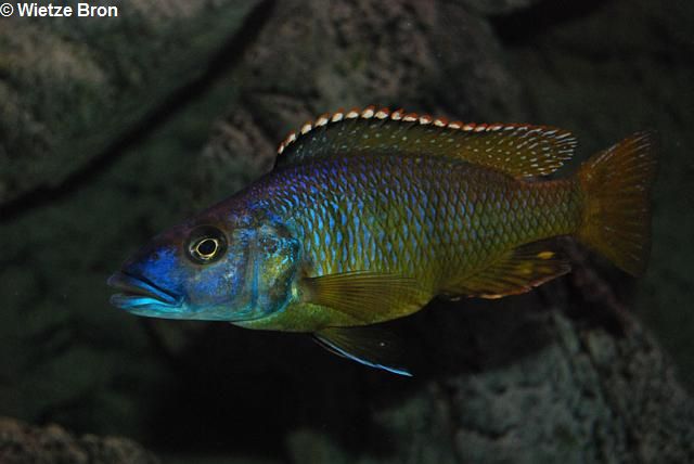 Exochochromis_Anagenys