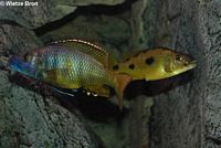 Exochochromis Anagenys