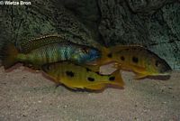 Exochochromis Anagenys