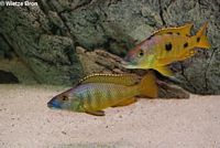 Exochochromis Anagenys