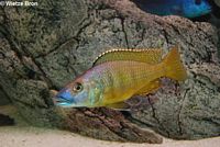 Exochochromis Anagenys