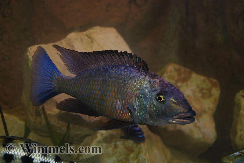 Fossorochromis Rostratus