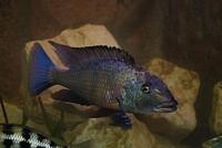 Fossorochromis rostratus