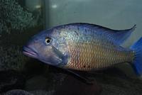 Fossorochromis Rostratus