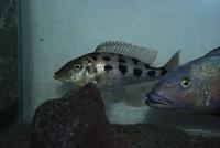 Fossorochromis Rostratus