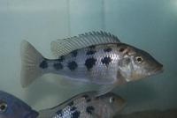 Fossorochromis Rostratus