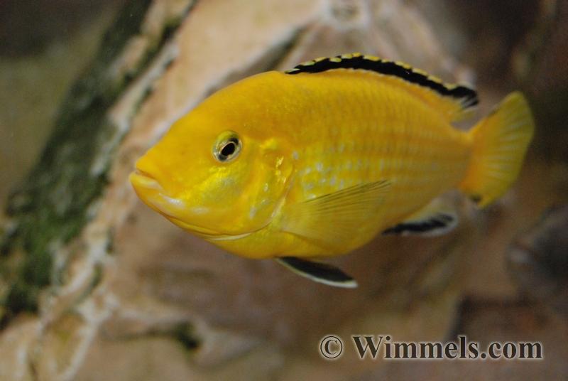 Labidochromis Caeruleus Yellow