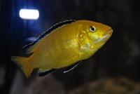 Labidochromis Caeruleus Yellow