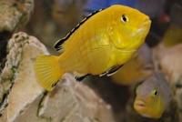 Labidochromis Caeruleus Yellow