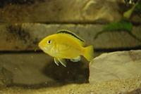 Labidochromis Caeruleus Yellow