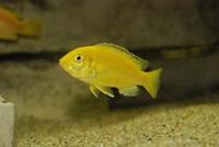 Labidochromis Caeruleus Yellow