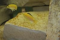 Labidochromis Caeruleus Yellow