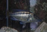 Lichnochromis Acuticeps