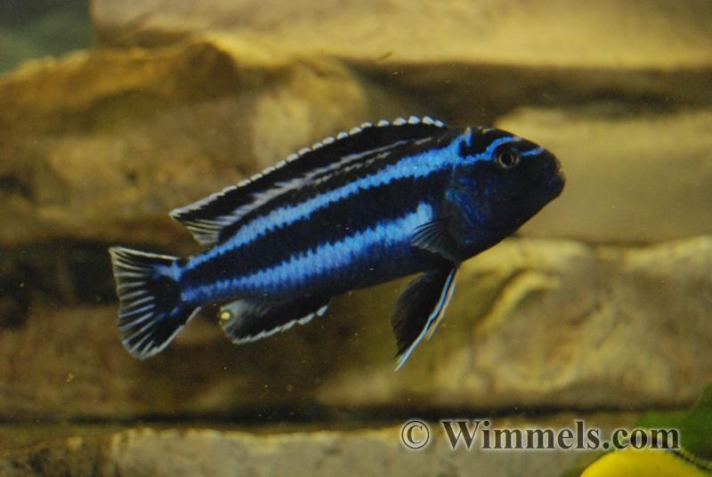 Melanochromis cyaneorhabdos Maingano